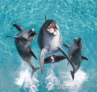 Sea World - Accommodation Whitsundays