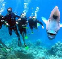 Magic Mountain Dive Site - Accommodation Whitsundays