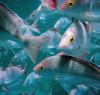 Wolf Rock Dive Site - Accommodation Whitsundays