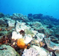 Mudjimba Old Woman Island Dive Site - Accommodation Whitsundays