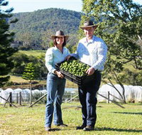 Hinterland Feijoas - Accommodation Whitsundays