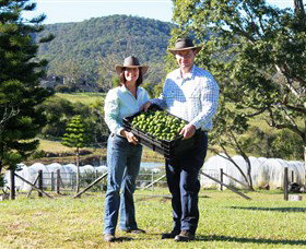 Hinterland Feijoas - Accommodation Whitsundays 0