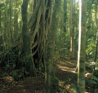 Mount Bithongabel - Accommodation Whitsundays