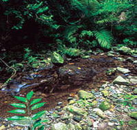 Wompoo Walk - Accommodation Whitsundays
