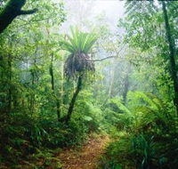 Lamington National Park Green Mountains Section - Accommodation Whitsundays