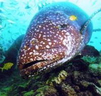 Lady Musgrave Island Dive Sites - Accommodation Whitsundays