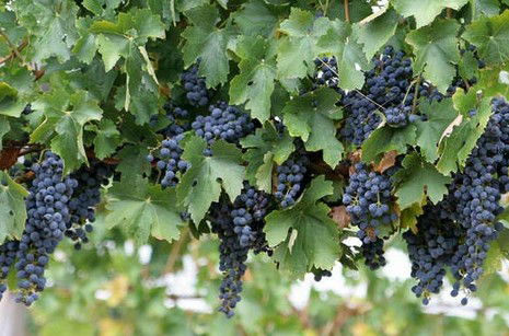 South Burnett Wine Trail - Accommodation Whitsundays 0