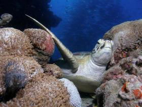 Light House Bommie Dive Site - Accommodation Whitsundays 0