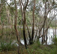 Mount Rooper Circuit and Swamp Bay Track - Accommodation Whitsundays