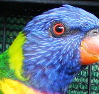 Fraser Coast Wildlife Sanctuary - Accommodation Whitsundays