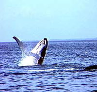 Whale Watching - Accommodation Whitsundays