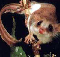 Carrowong Fauna Sanctuary - Accommodation Whitsundays