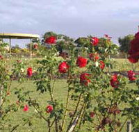 Elizabeth Park Rose Gardens - Accommodation Whitsundays