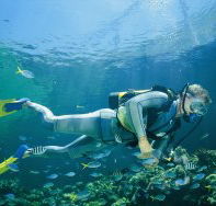 Manta Ray Bommie Dive Site - Accommodation Whitsundays