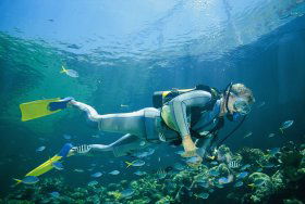 Manta Ray Bommie Dive Site - Accommodation Whitsundays 0