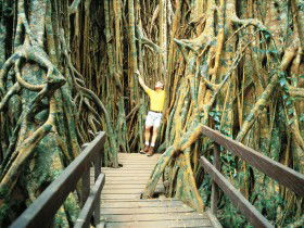 Curtain Fig Tree