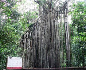 Curtain Fig National Park - Accommodation Whitsundays 0