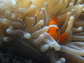 Flat Rock Dive Site - Accommodation Whitsundays 0