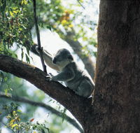 Daisy Hill Conservation Park - Accommodation Whitsundays