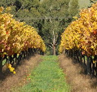 Wild Dog Winery  Restaurant - Accommodation Whitsundays