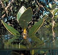 Jawbone Marine Sanctuary - Accommodation Whitsundays