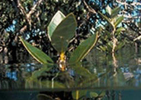 Jawbone Marine Sanctuary - Accommodation Whitsundays 0