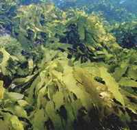 Barwon Bluff Marine Sanctuary - Accommodation Whitsundays