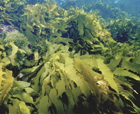 Barwon Bluff Marine Sanctuary - Accommodation Whitsundays 0