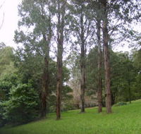 Mount Dandenong Arboretum - Accommodation Whitsundays