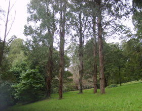 Mount Dandenong Arboretum - Accommodation Whitsundays 0