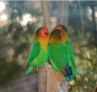 Ballarat Bird World - Accommodation Whitsundays