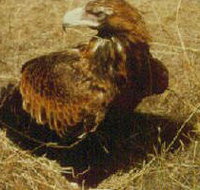 Long Forest Nature Conservation Reserve - Accommodation Whitsundays