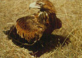 Long Forest Nature Conservation Reserve - Accommodation Whitsundays 0