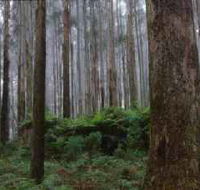Kinglake National Park - Accommodation Whitsundays