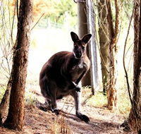 Great Ocean Road Wildlife Park - Accommodation Whitsundays