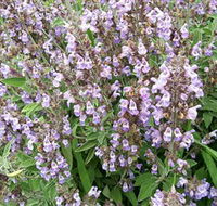 Otway Herbs - Accommodation Whitsundays