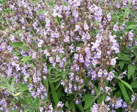 Otway Herbs - Accommodation Whitsundays 0