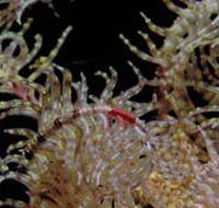 Point Danger Marine Sanctuary - Accommodation Whitsundays
