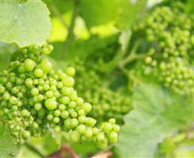 Waratah Hills Vineyard - Accommodation Whitsundays 0