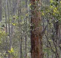 Heathcote-Graytown National Park - Accommodation Whitsundays