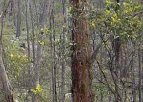 Heathcote-Graytown National Park - Accommodation Whitsundays 0