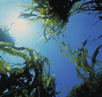 Marengo Reefs Marine Sanctuary - Accommodation Whitsundays