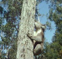 Creswick Regional Park - Accommodation Whitsundays