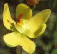 Langwarrin Flora and Fauna Reserve - Accommodation Whitsundays