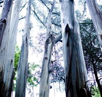Dandenong Ranges National Park - Accommodation Whitsundays