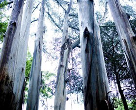 Dandenong Ranges National Park - Accommodation Whitsundays 0