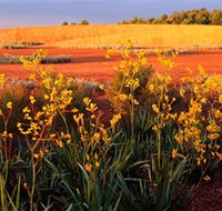 Royal Botanic Gardens Victoria Cranbourne - Accommodation Whitsundays