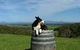 Windy Ridge Vineyard And Winery - thumb 0