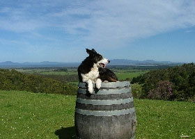 Windy Ridge Vineyard And Winery - Accommodation Whitsundays 0