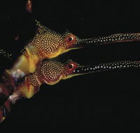 Eagle Rock Marine Sanctuary - Accommodation Whitsundays
